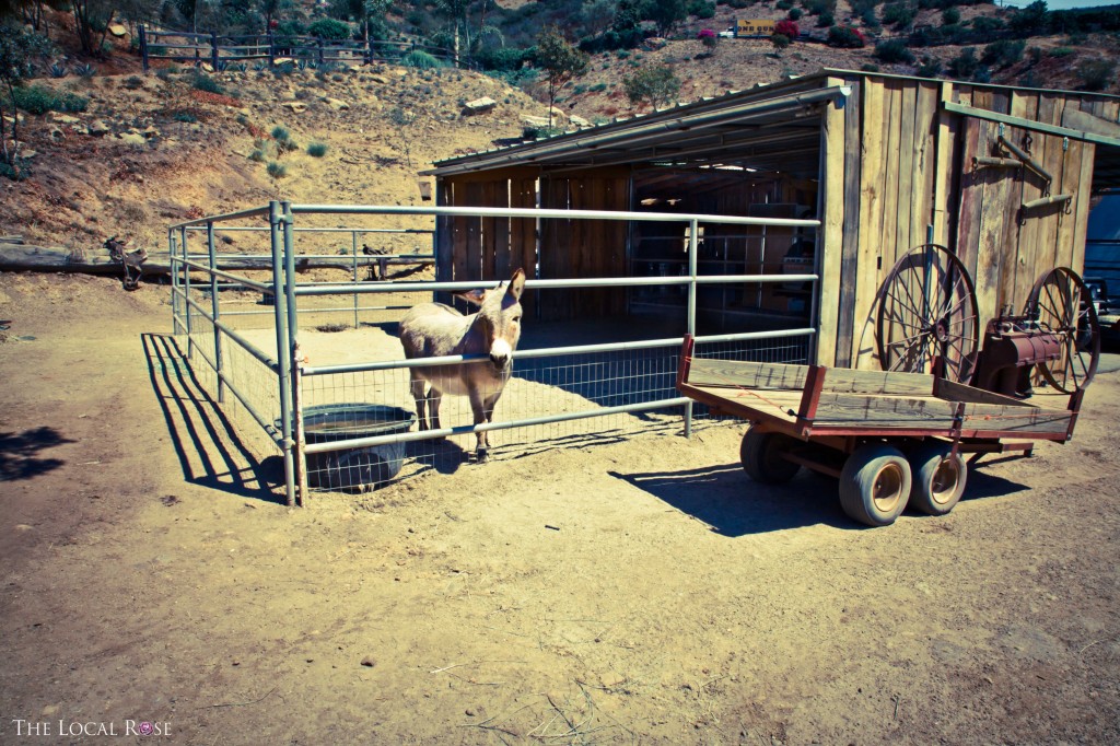 Donkeys at One Gun Ranch