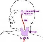 Thyroid Health