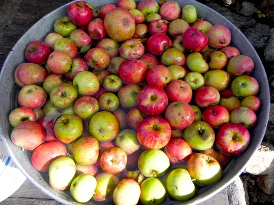 Apple Pickin’ Season