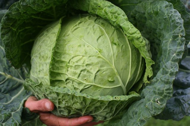 Anna’s Apple Cabbage Salad