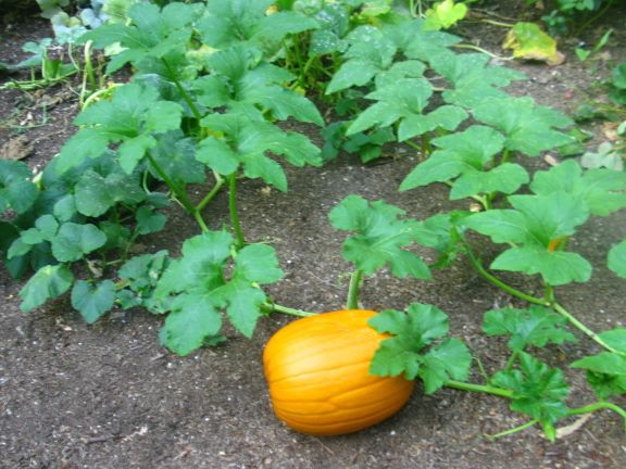 Pumpkins . . . Pumpkins . . . Pump kids