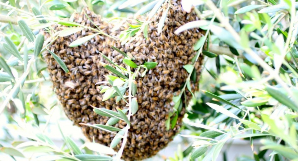 Queen of Hearts: Saving and Protecting Honey Bees